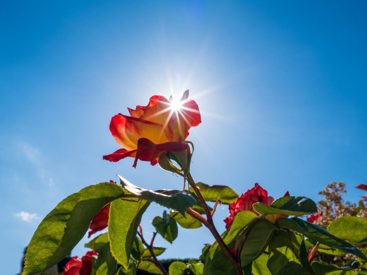 Rose Bush With Red-Yellow Roses