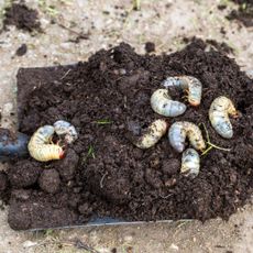 Grub Worms In Soil