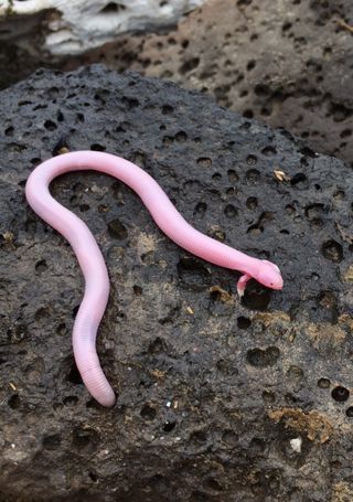 This Mexican mole lizard, Bipes biporus, was spotted aboveground in June in Baja California by Sara Ruane, professor of evolutionary biology and herpetology at Rutgers University-Newark, who was delighted to see what she had considered to be a "mythical" find.