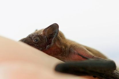 A bat.