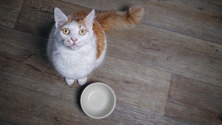 Five ways to improve your cat’s diet | PetsRadar