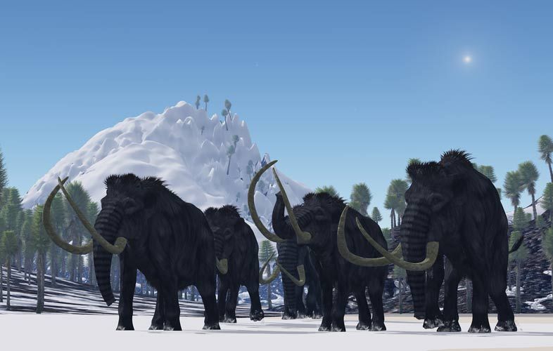 These dwarf mammoths were not woolly mammoths. Rather, the researchers suspect the beasts were more adapted to warmer environments, appearing more like modern African or Asian elephants, with a sparse covering of hair. They would&#039;ve sported curvy tusks, t