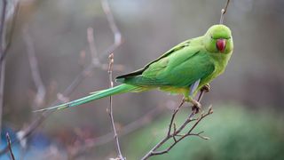 Parakeet