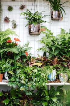 easy house plants on display in home