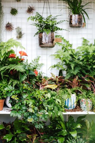 houseplant display in home