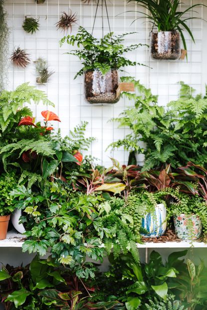 easy house plants on display in home