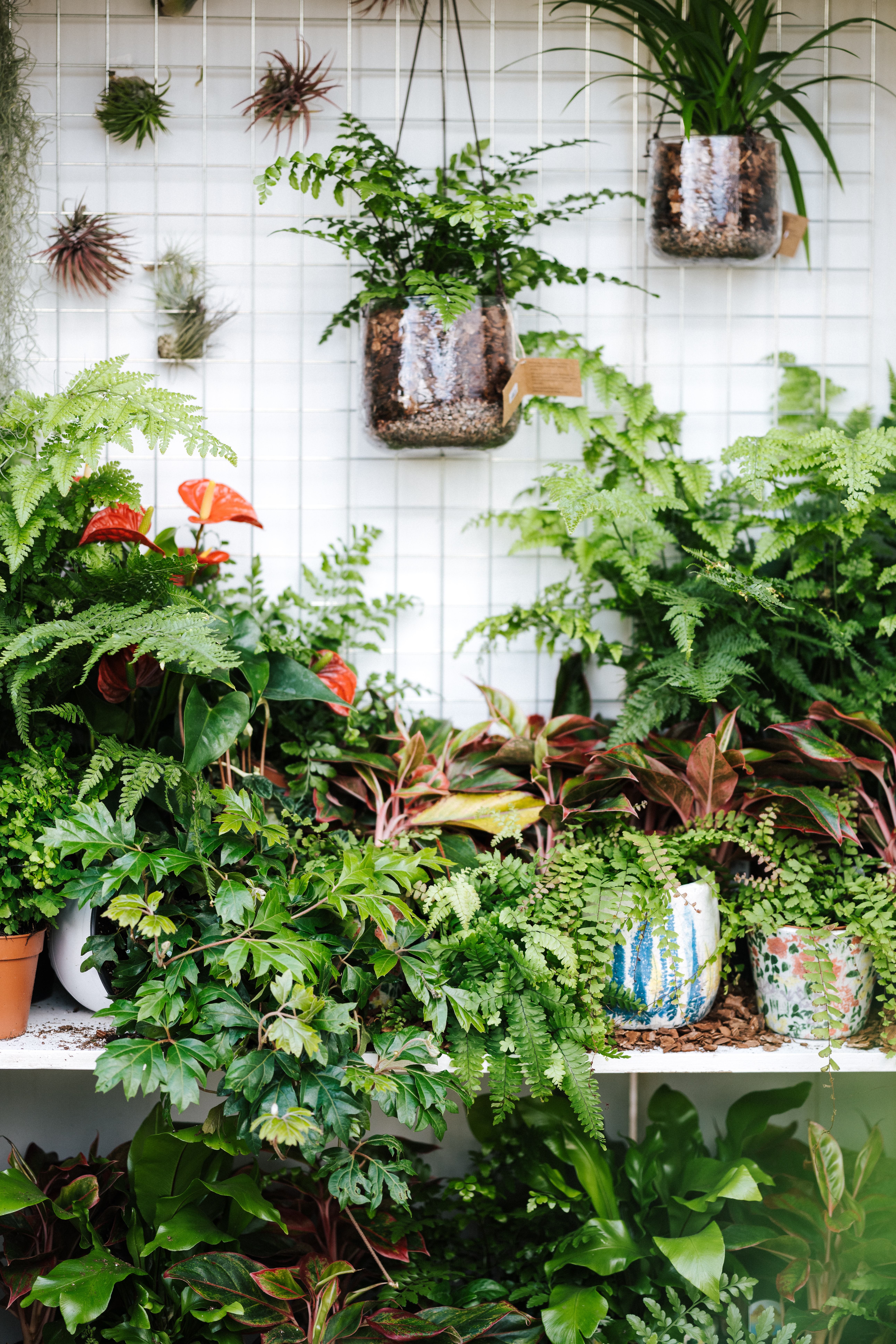 20 easy house plants low maintenance, forgiving and wonderfully ...