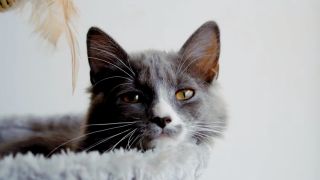 A grey cat lying down and looking at the camera