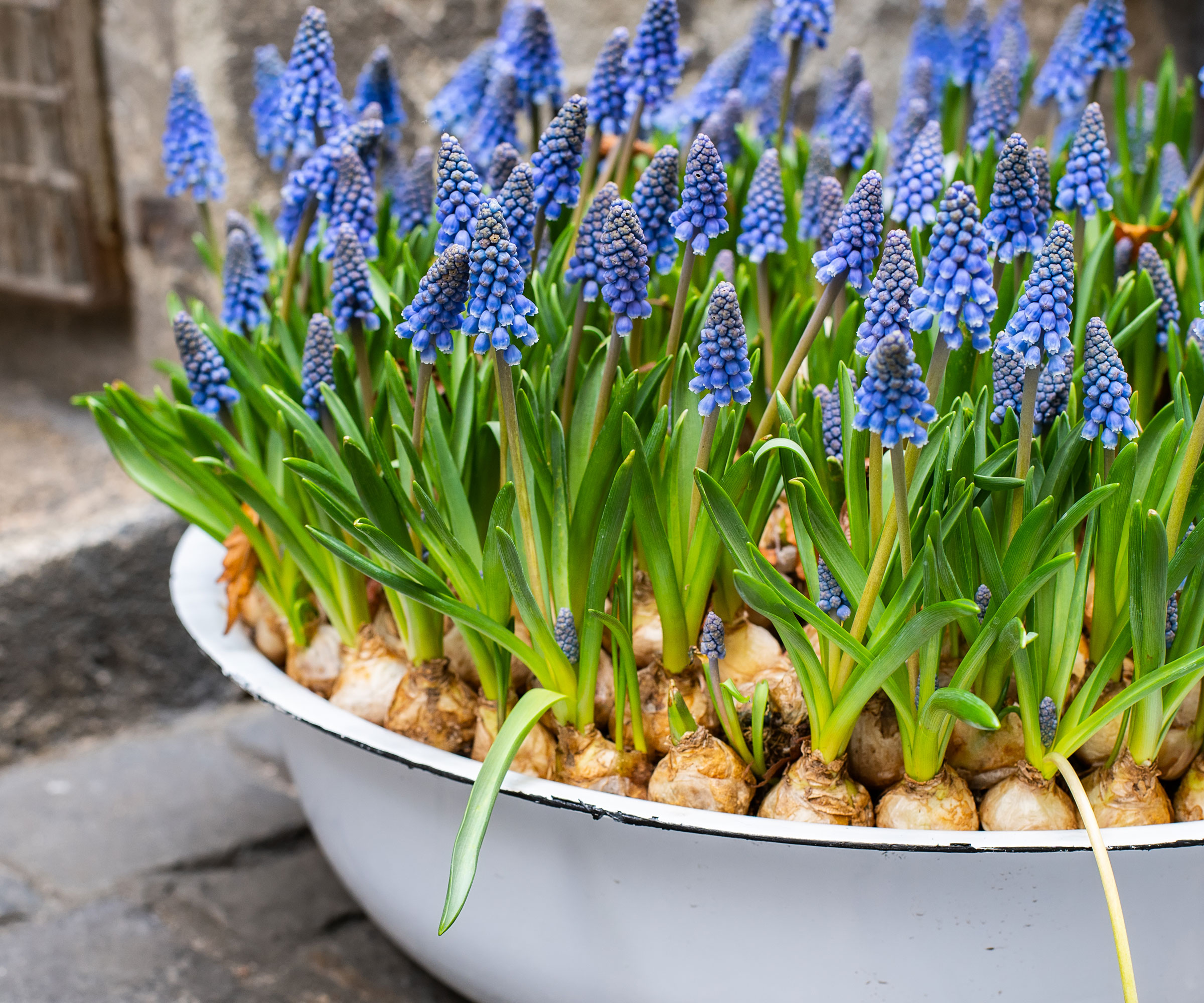 muscari bulbs in large white container