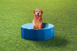 bm selling dog paddling pool