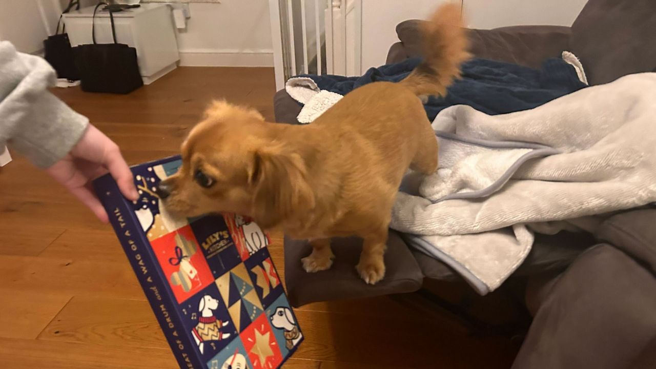 Lily's Kitchen Dog Advent Calendar
