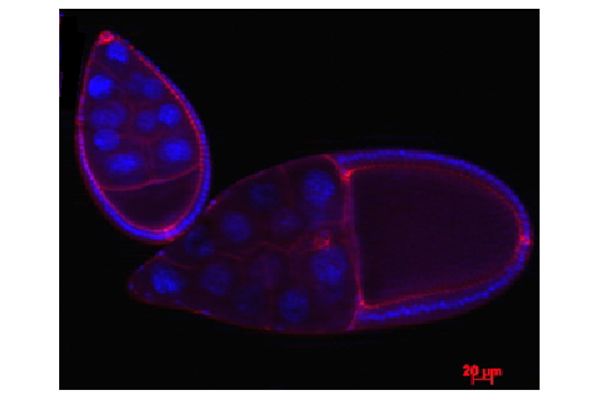 developmental biology, cell motility