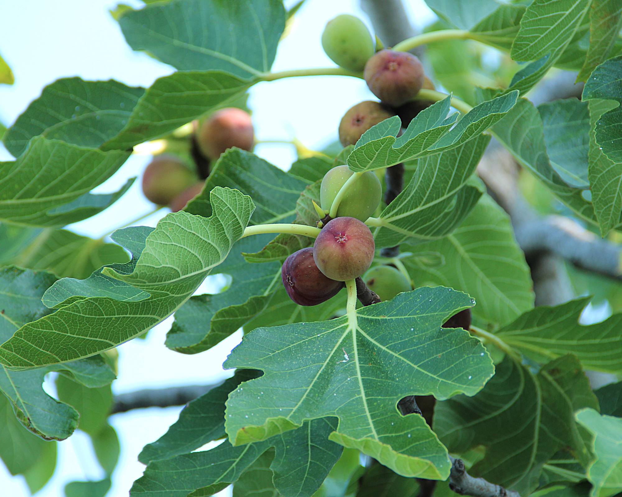 Ripe figs on a fig tree pollinated by fig wasps