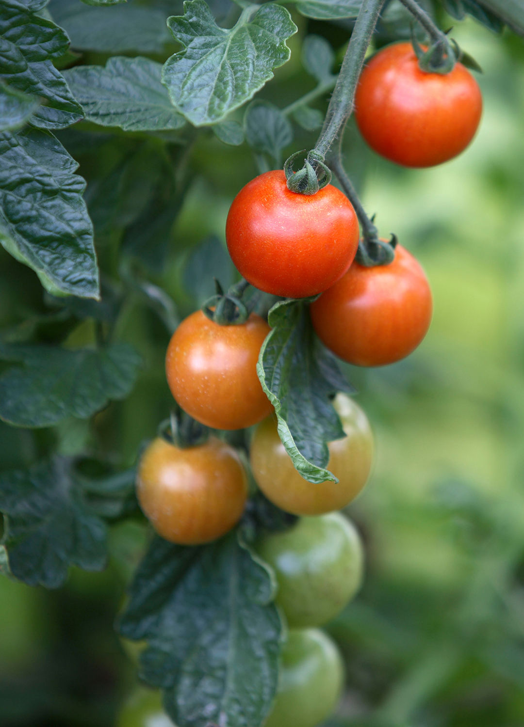 Red and green tomatoes on the vine