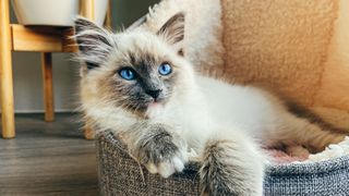 Blue eyes of ragdoll kitten