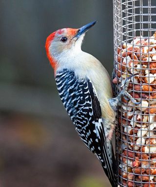 red-bellied woodpecker on peanut feeder