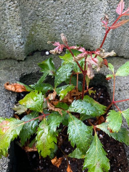 brown astilbe