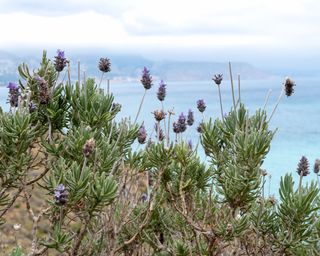lavender growing in a coastal spot