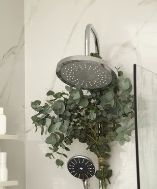 Eucalyptus in shower