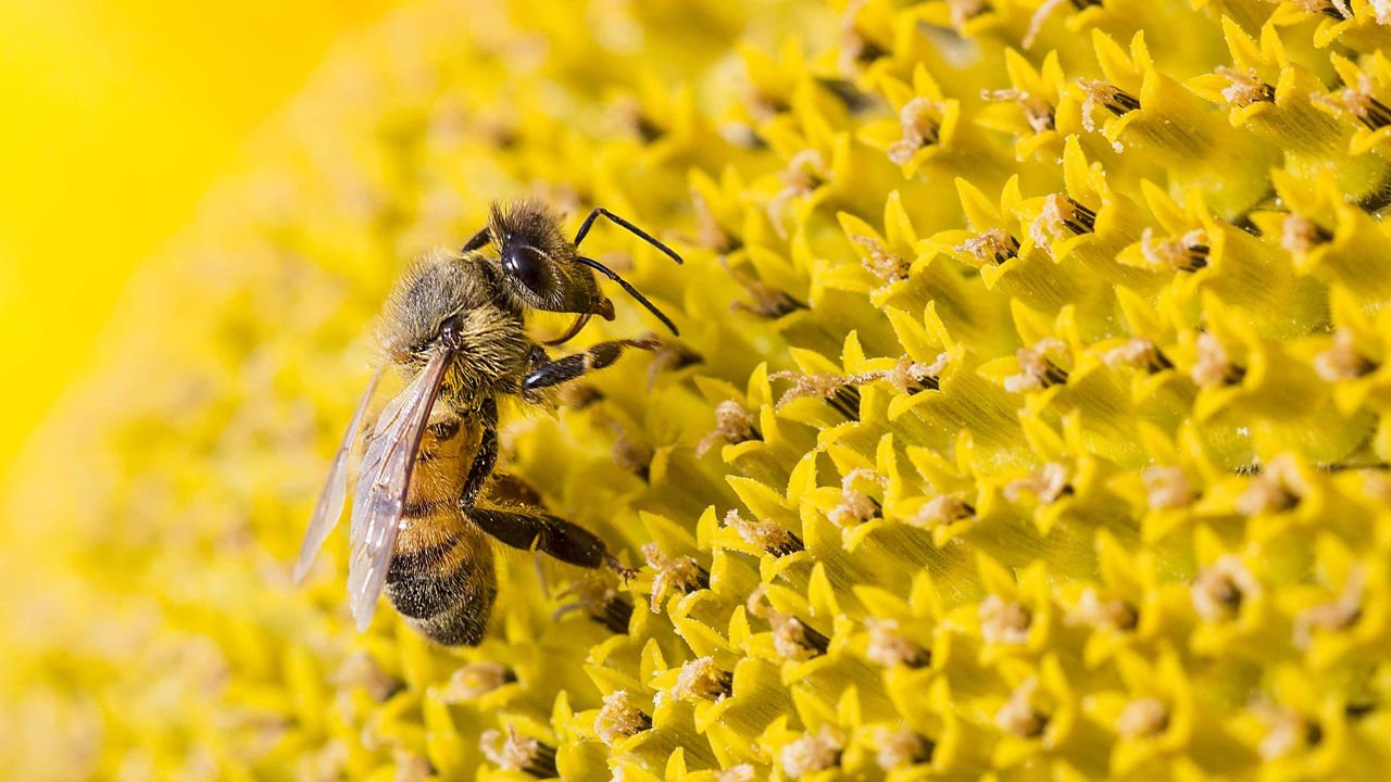 A bee gathering pollen