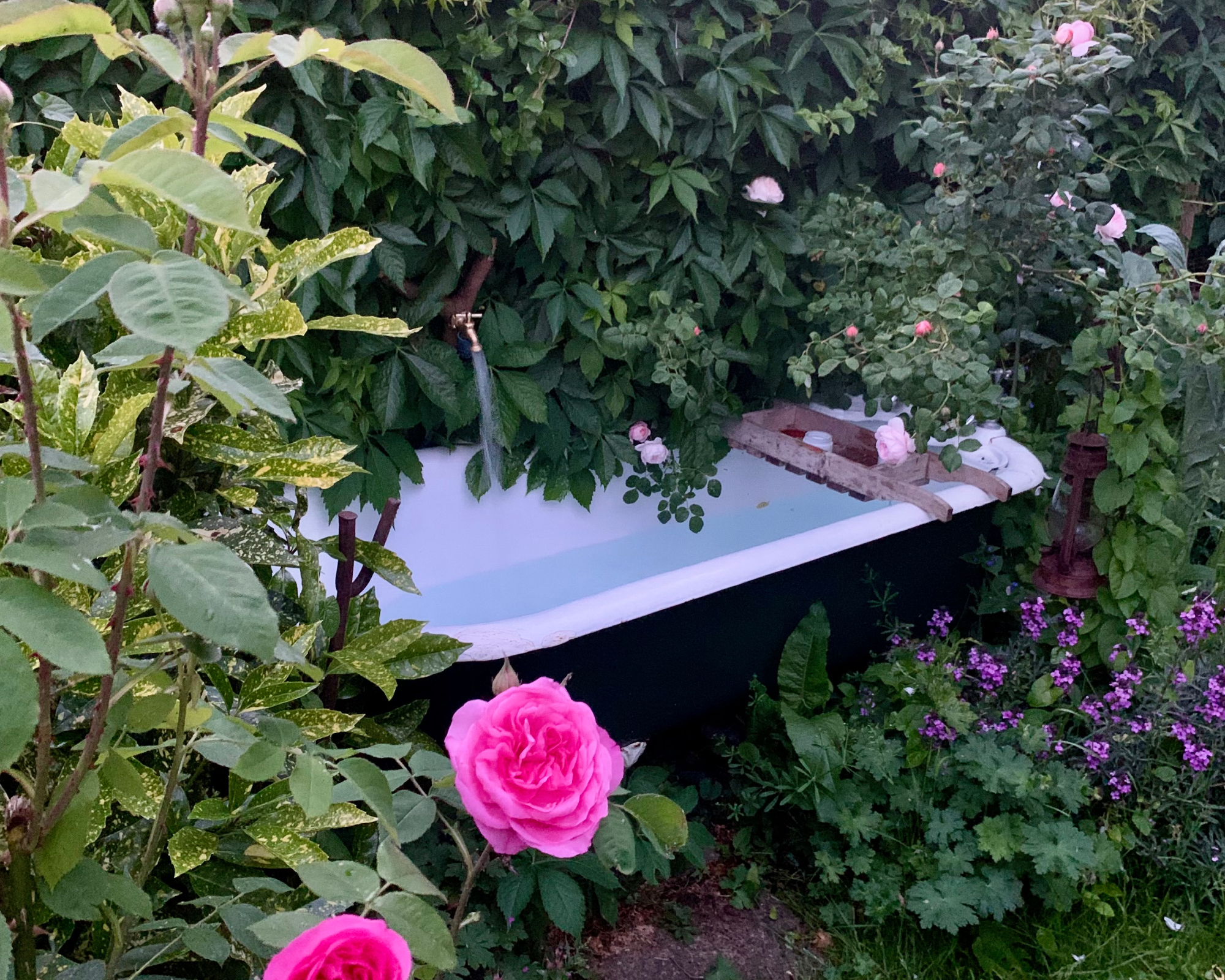 bathtub in a garden surrounded by scented plants