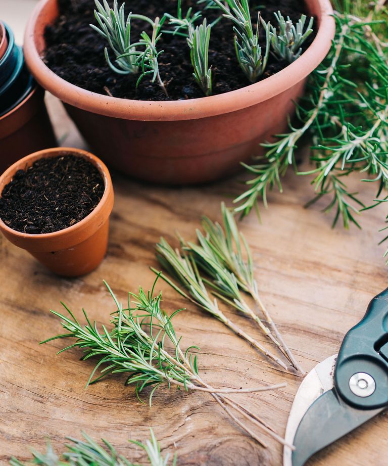 How to propagate herbs easy methods to try Homes & Gardens