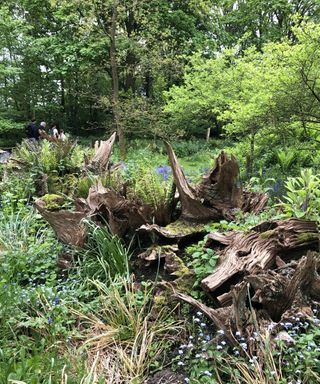 A stumpery in spring with ferns and bluebells