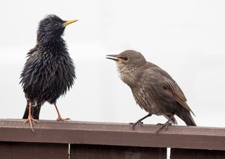 Starling Bath Time