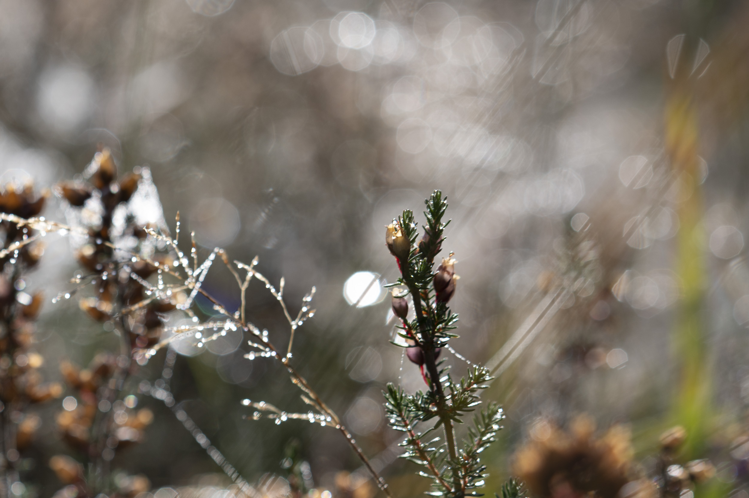 Backlit heather and dew-covered grass, taken with the Nikon Z 50mm f/1.4 at its various apertures