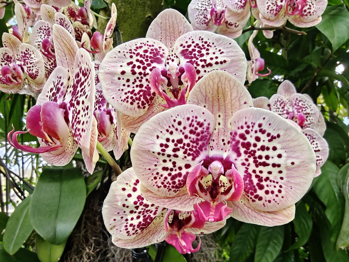 Orchids at the New York Botanical Gardens, all photos taken with OnePlus 13