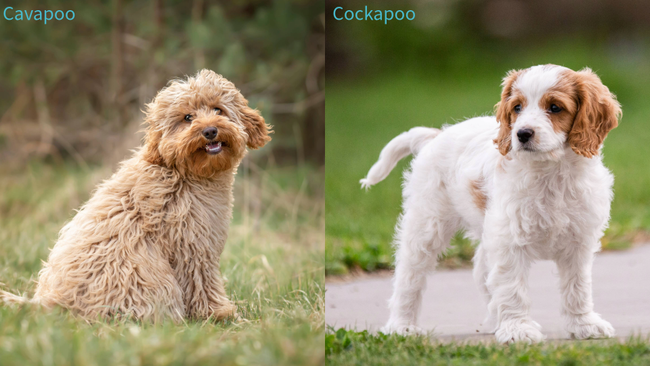 Cavapoo Vs Cockapoo An Expert Compares These Two Breeds PetsRadar Cavapoo Vs Cockapoo An Expert Compares These Two Breeds PetsRadar