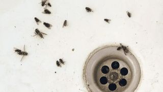 Drain flies