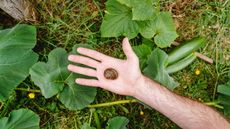 A hand holding a snail picked off a cucumber plant