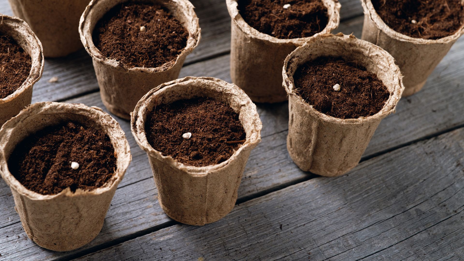 picture of seeds being sown in small containers