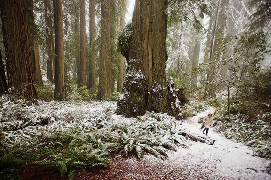 Poachers are destroying the California redwoods for contraband coffee tables