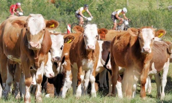 Racers pass some cows