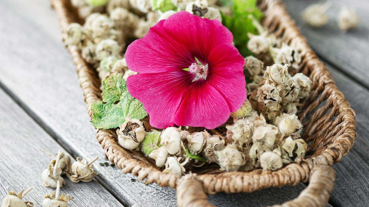 hollyhock seed pods in basket with a pink hollyhock flower