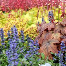 Best ground cover plants to prevent weeds including heuchera and bugleweed or bugle