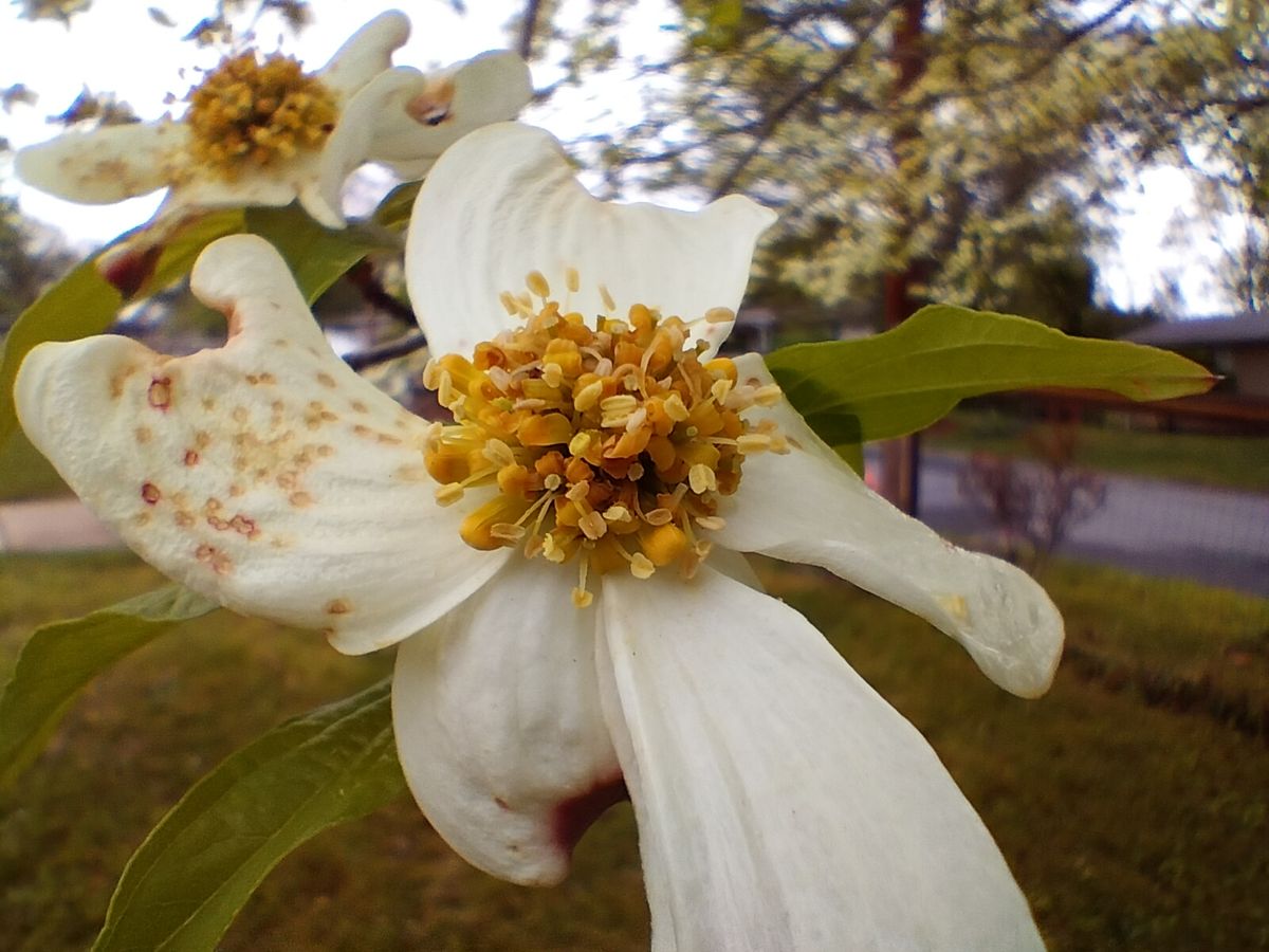 OnePlus Nord N20 camera sample macro camera