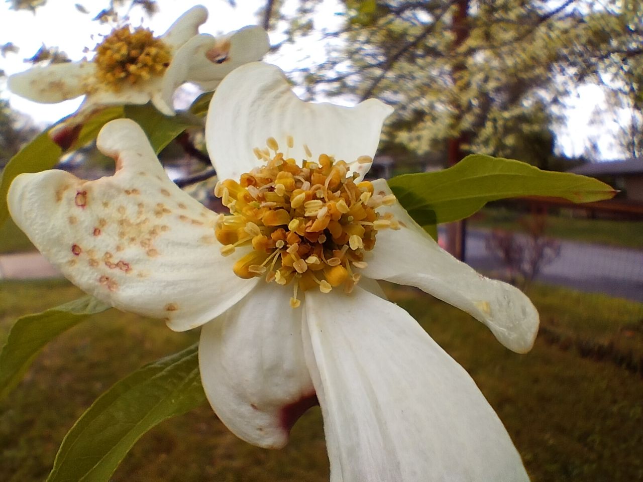 OnePlus Nord N20 camera sample macro camera
