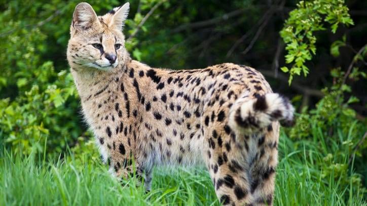 serval cat