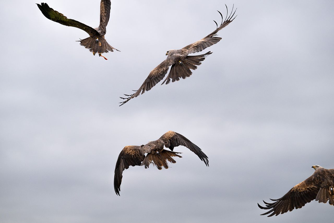 Four kites in flight against grey sky