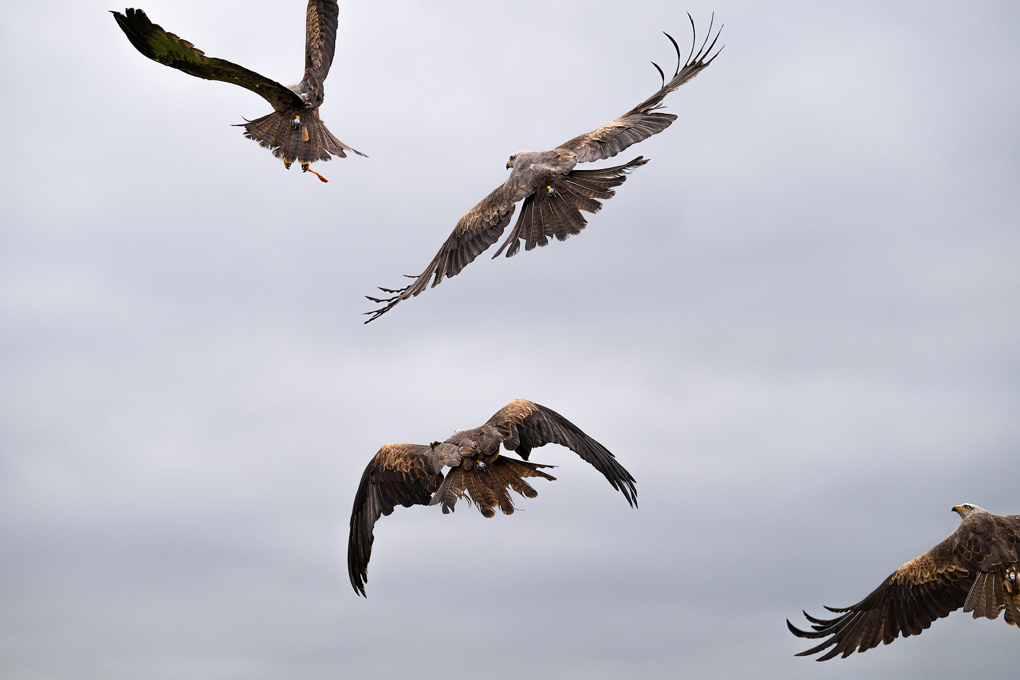 Four kites in flight against grey sky 