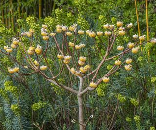 Edgeworthia chrysantha paperbush tree