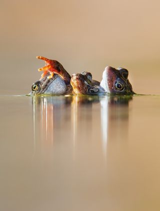 Three Frogs in Amplexus Animal Behaviour | Winner Ian Mason Common frog (Rana temporaria) Perthshire, Scotland Canon EOS 1D X with Canon 300mm f/4 lens and 1.4x teleconverter. 420mm; 1/160th second; f/10; ISO 800.