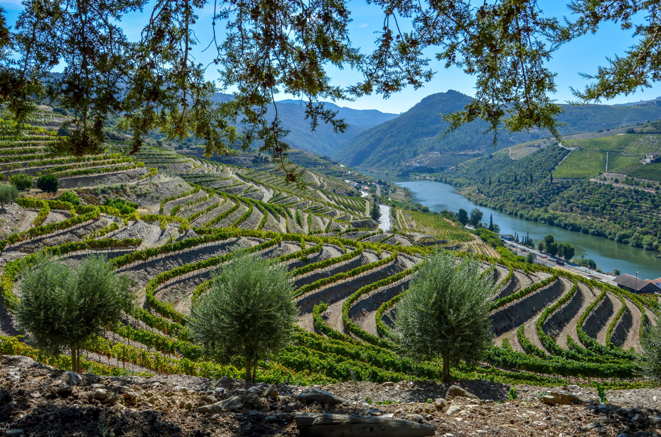 Symington-Vineyards-Douro-Valley.jpg