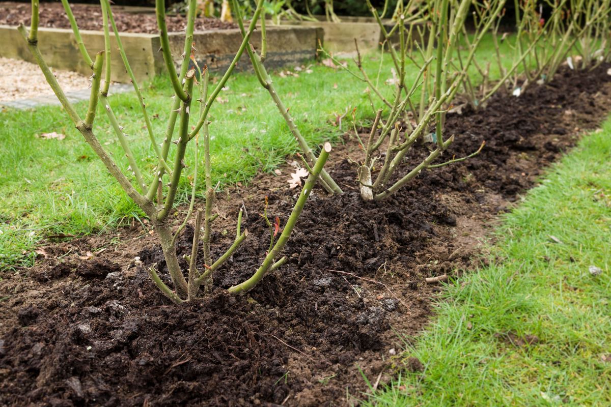 What is mulching? How mulch makes plants healthier and helps save water ...