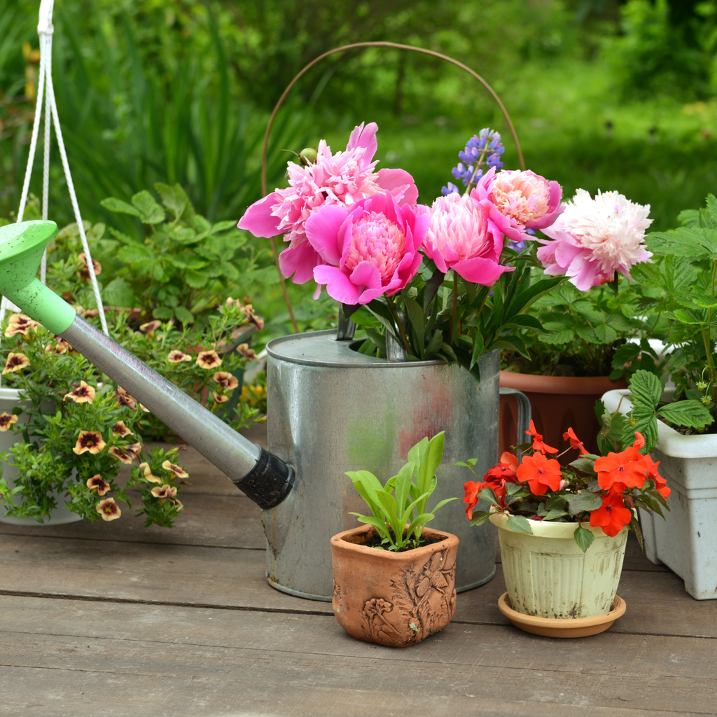 How to grow peonies in pots and containers | Ideal Home