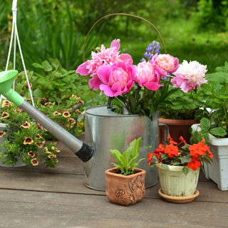 Peonies displayed in a watering can against a garden backdrop