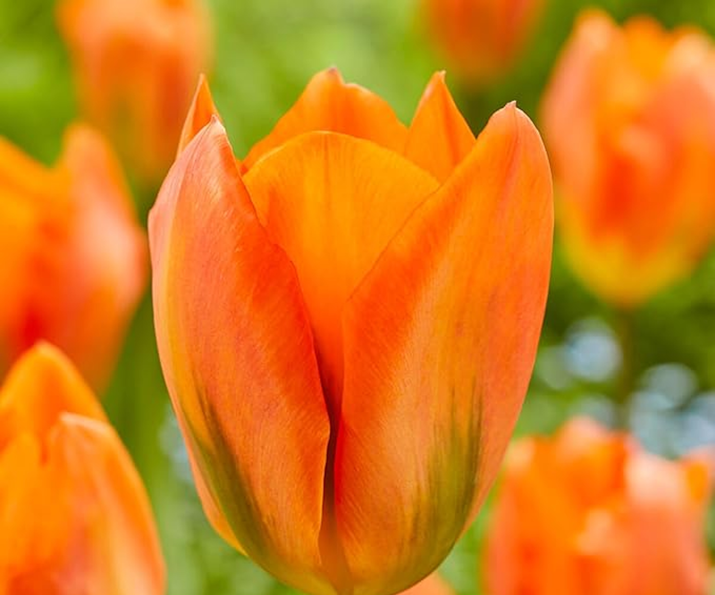Orange Emperor Tulip Flower Bulbs